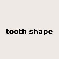 tooth shape是什么意思