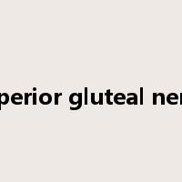 superior gluteal nerve是什么意思