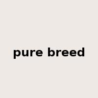pure breed是什么意思