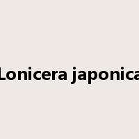 Lonicera japonica是什么意思