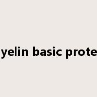 myelin basic protein是什么意思