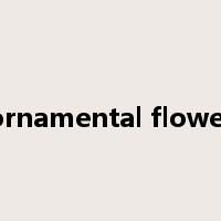 ornamental flower是什么意思