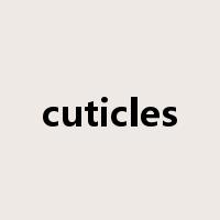 cuticles是什么意思