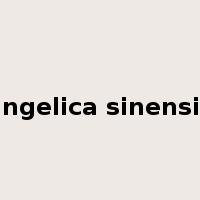 angelica sinensis是什么意思