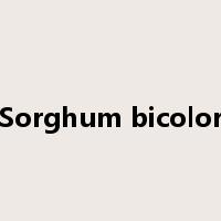 Sorghum bicolor是什么意思