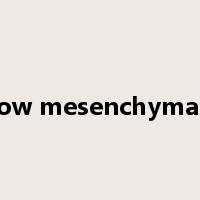 Bone marrow mesenchymal stem cells是什么意思
