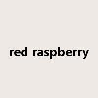 red raspberry是什么意思