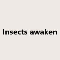 Insects awaken是什么意思