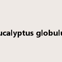 Eucalyptus globulus是什么意思
