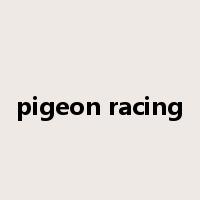 pigeon racing是什么意思