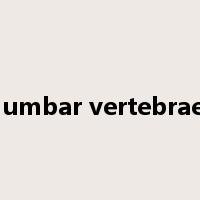 lumbar vertebrae是什么意思
