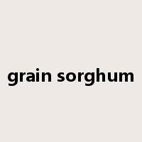 grain sorghum是什么意思