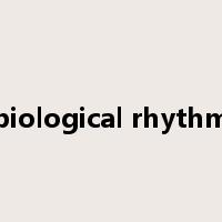 biological rhythm是什么意思