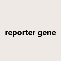 reporter gene是什么意思