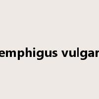 pemphigus vulgaris是什么意思