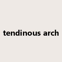 tendinous arch是什么意思