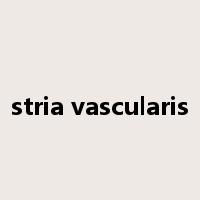 stria vascularis是什么意思