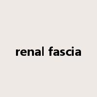 renal fascia是什么意思