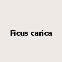 Ficus carica是什么意思