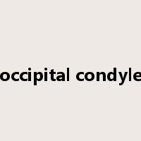 occipital condyle是什么意思