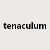 tenaculum是什么意思
