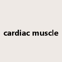 cardiac muscle是什么意思
