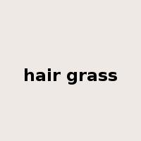 hair grass是什么意思