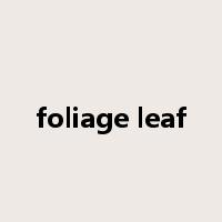 foliage leaf是什么意思