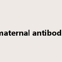 maternal antibody是什么意思
