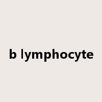 b lymphocyte是什么意思