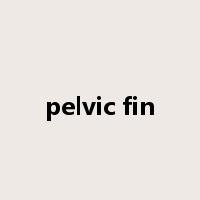 pelvic fin是什么意思