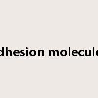 adhesion molecules是什么意思