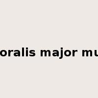 pectoralis major muscle是什么意思