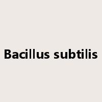 Bacillus subtilis是什么意思