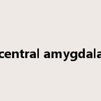 central amygdala是什么意思