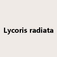 Lycoris radiata是什么意思
