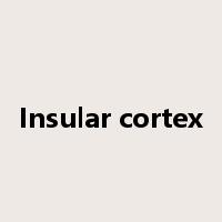 Insular cortex是什么意思