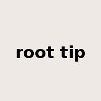 root tip是什么意思