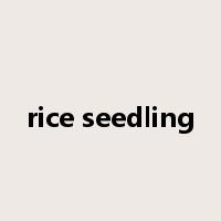 rice seedling是什么意思