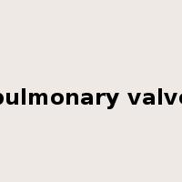 pulmonary valve是什么意思