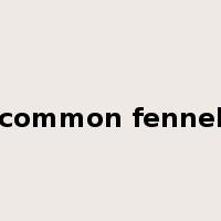 common fennel是什么意思