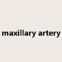 maxillary artery是什么意思