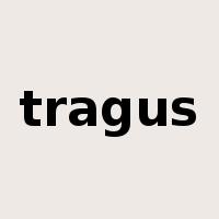 tragus是什么意思