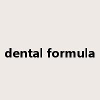 dental formula是什么意思
