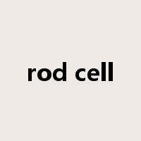 rod cell是什么意思