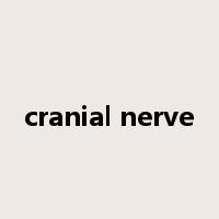 cranial nerve是什么意思