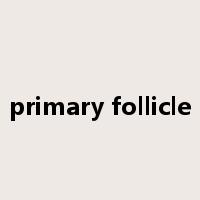 primary follicle是什么意思
