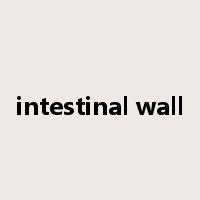 intestinal wall是什么意思