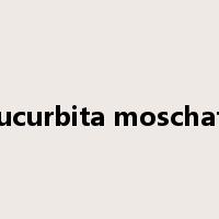 Cucurbita moschata是什么意思