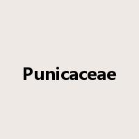 Punicaceae是什么意思